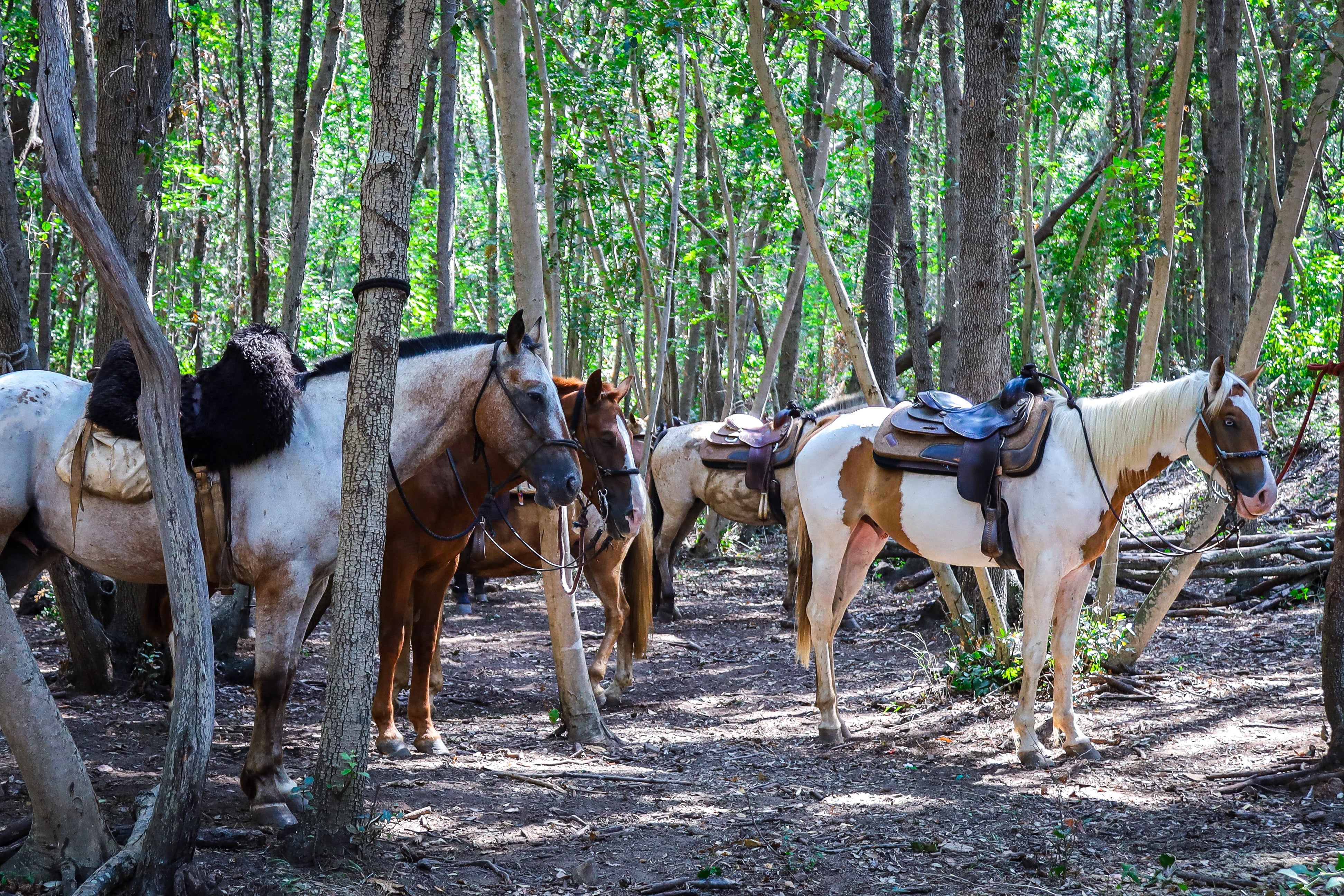 Horse riding experiences