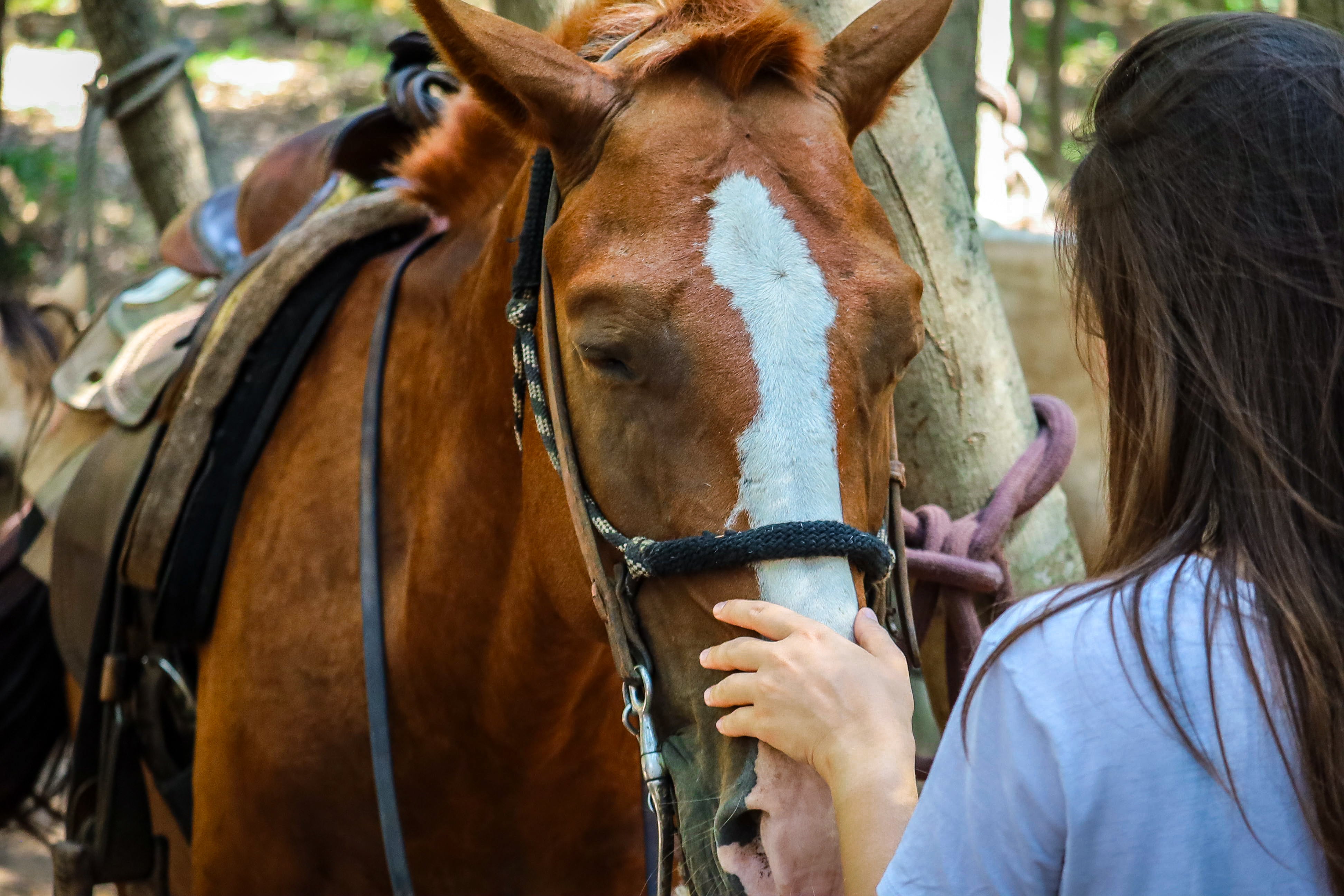 Escursioni a cavallo