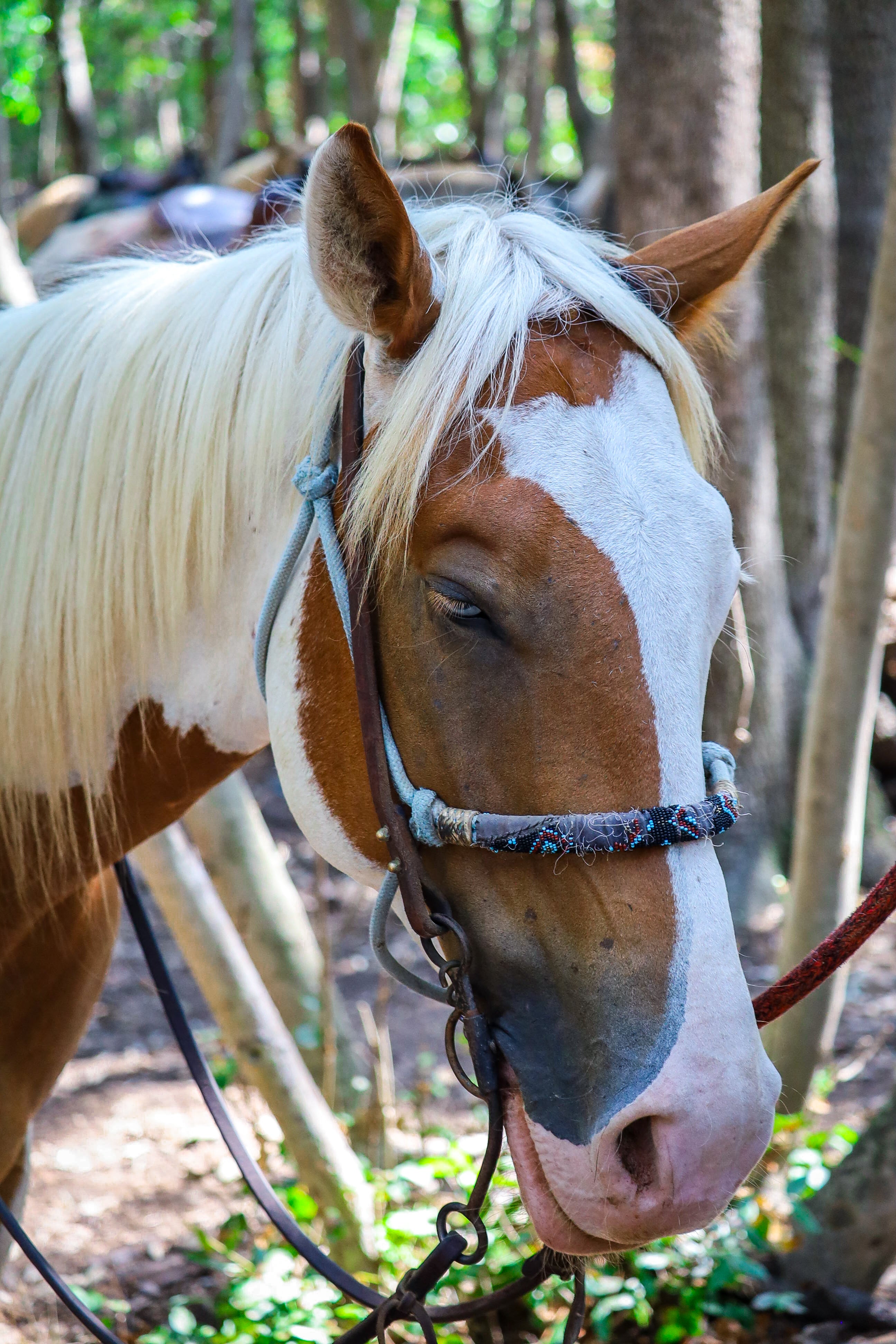 Escursioni a cavallo