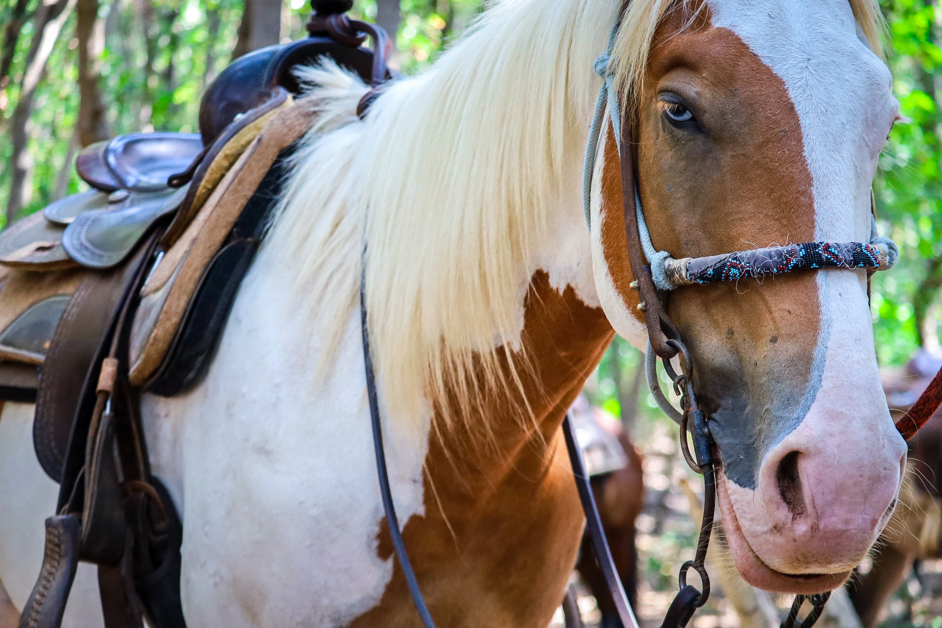 Escursioni a cavallo