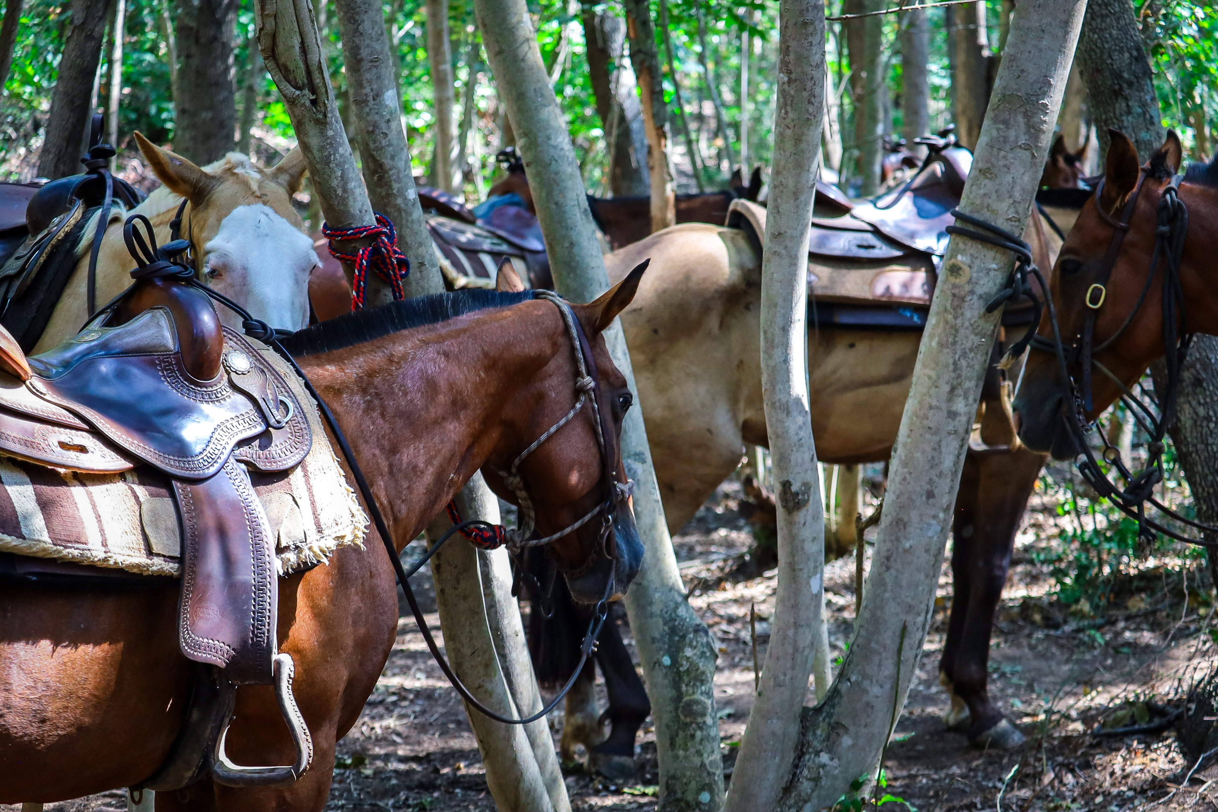 Horse riding experiences