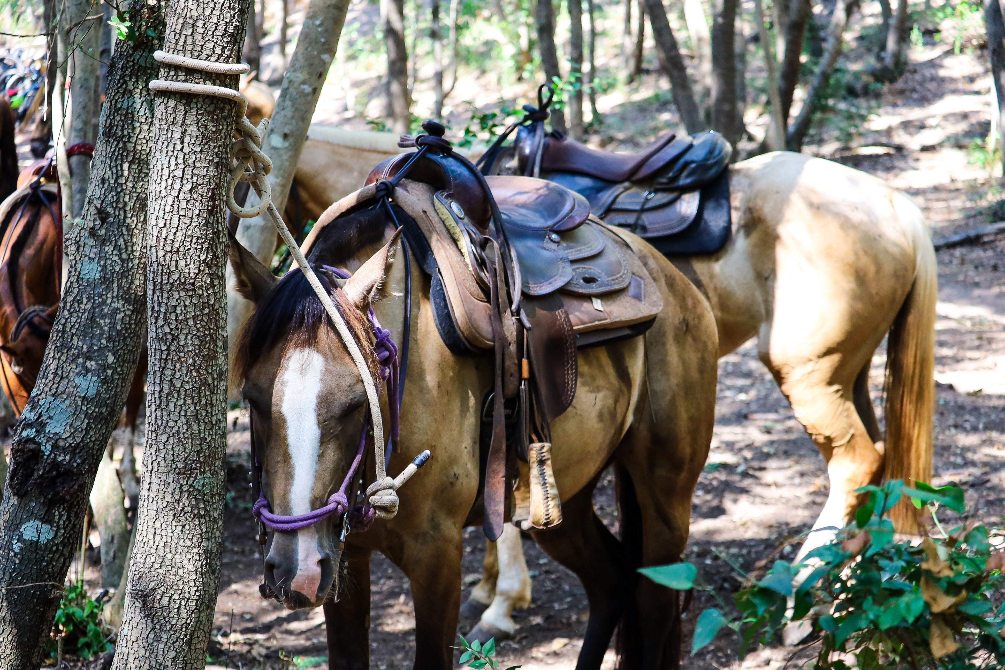 Escursioni a cavallo