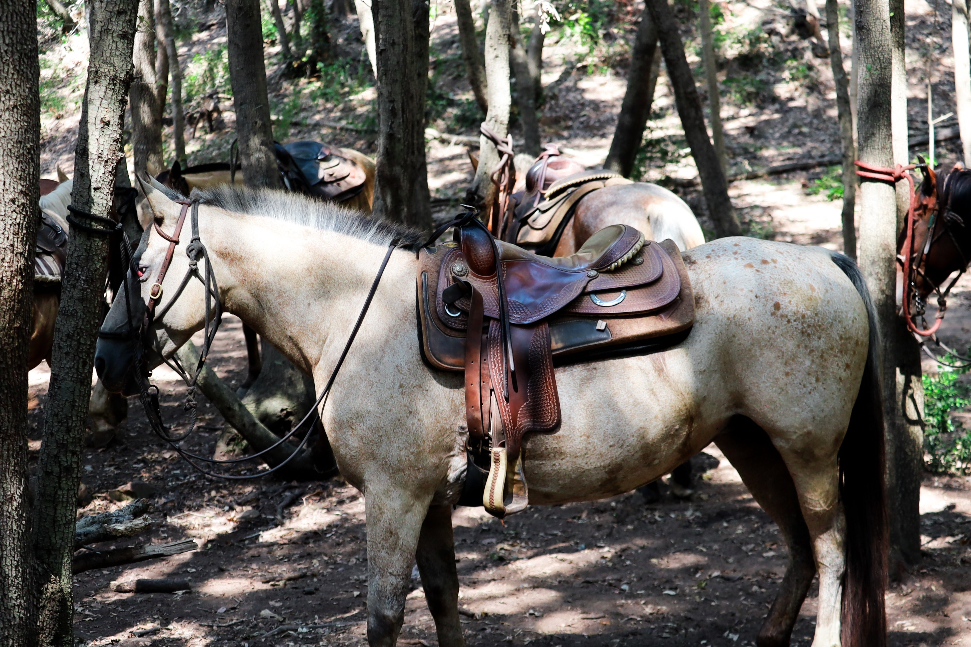 Escursioni a cavallo