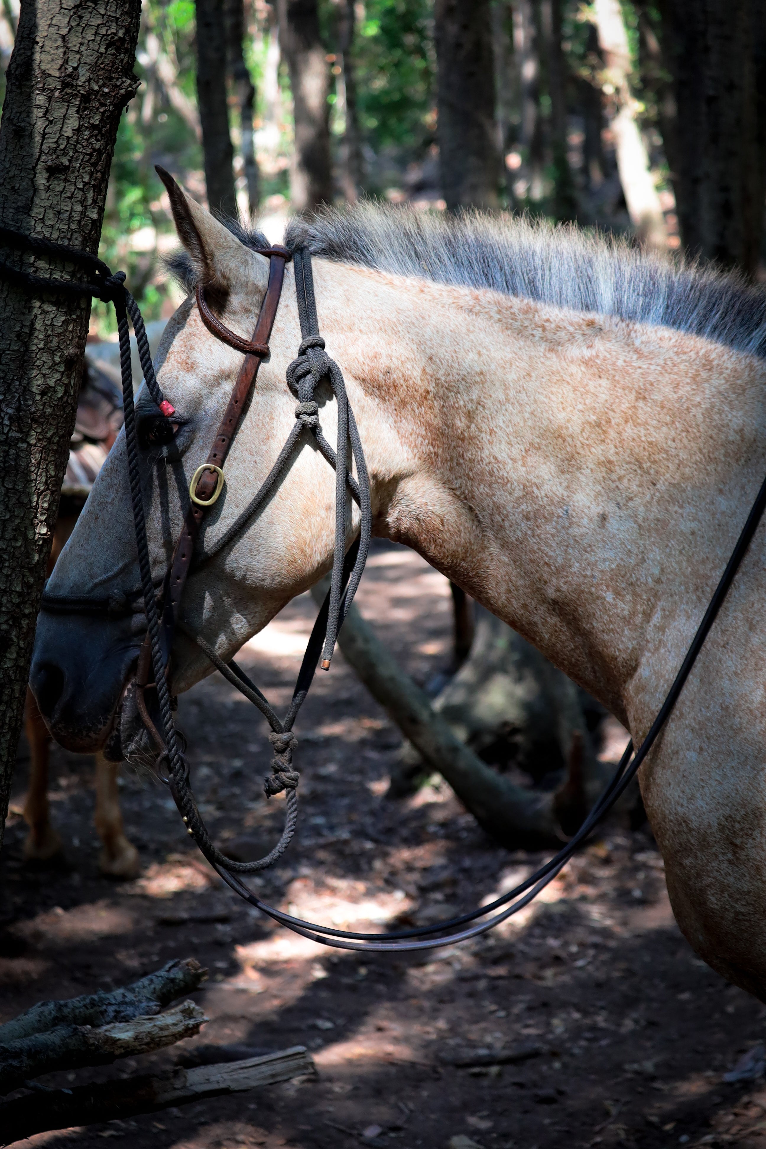 Horse riding experiences