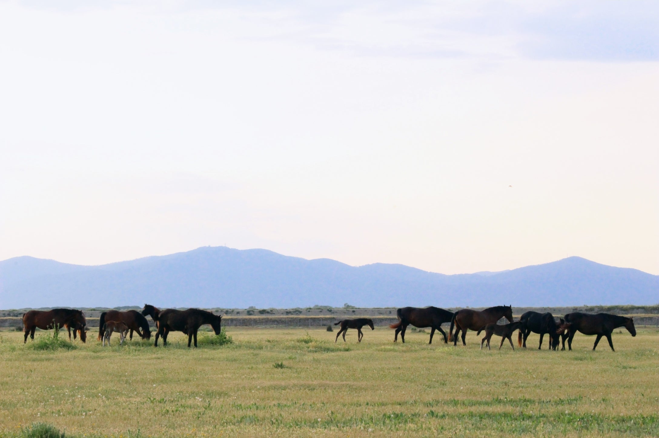 Horse riding experiences